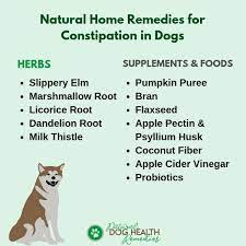 canine constipation remes home