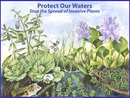 Protect Our Waters Stop The Spread Of Invasive Plants Uf Ifas