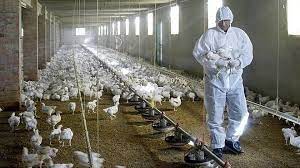 The cdc says two strains of bird flu viruses have been mostly responsible for human infection and mortality: Icpsz10ajpgfpm