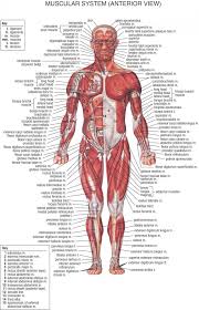 Each of these muscles is a discrete organ constructed of skeletal muscle tissue, blood vessels, tendons, and nerves. Human Body Organs Diagram From The Back Koibana Info Human Body Muscles Human Body Anatomy Human Anatomy And Physiology