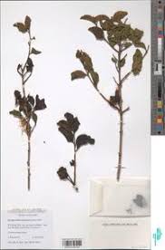 Image result for Spragueanella rhamnifolia