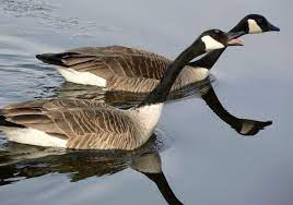 Canada geese are federally protected and need to be removed safely from your property. Get Rid Of Canadian Geese Avian Migrate