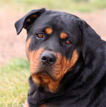 rottweilers info and games