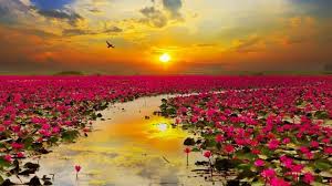 Fiori rosa, fiori di pesco, è una famosa canzone di lucio battisti che ha reso i fiori rosa molto più noti e orecchiabili di quelli di altri colori. Magia D Inverno In Thailandia C E Un Lago Interamente Ricoperto Da Fiori Di Loto Rosa La Stampa