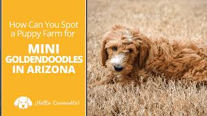 Adopt your mini goldendoodle puppy today! How You Can Spot A Puppy Farm For Mini Goldendoodles In Arizona Hello Cavoodle