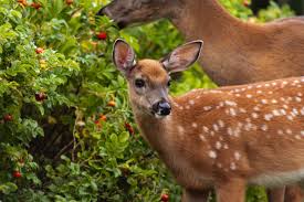 keep deer out of your yard