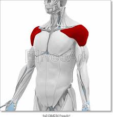 Lastly, the third document is a quivers note. Free Art Print Of Deltoid Muscles Anatomy Map Freeart Fa31384234
