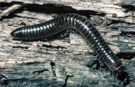 Sowbugs Millipedes And Centipedes