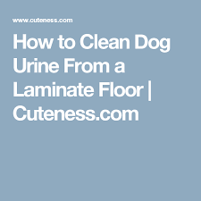 to clean dog from laminate floors