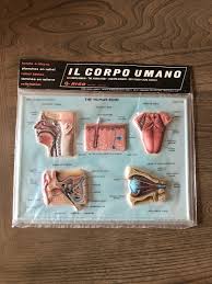 Vintage Rico 3d Human Body Anatomy Educational School Chart