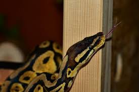 ball python enclosure and vivarium