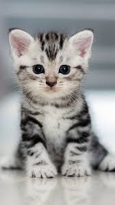 cute baby kitten wallpapers