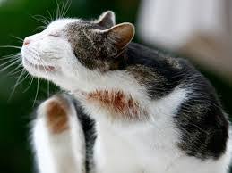 Behavioral signs your cat has fleas. How Do You Know If Your Cat Has Fleas The Pet Product Guru