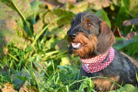 wire haired dachshund for hunting