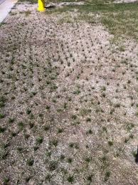 The turfgrass water conservation alliance service recommends overseeding at least 45 days before your average first fall frost. Aerate Aeration Hometown