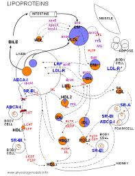 Lipoprotein Flow Diagram