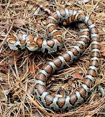 poisonous snakes rare on island