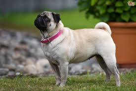 Pug Dog Breed Facts Highlights Buying Advice Pets4homes