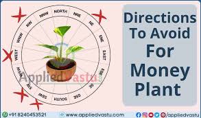 Vastu For Money Plant And Its Placement