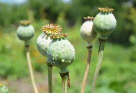 Pods will burst open to self seed, or you can harvest pods and save seeds for your next planting. 8 Types Of Poppies You Should Know About