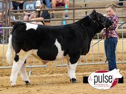 state fair of texas prospect steers