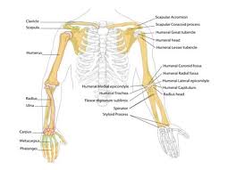 Tulang dada merupakan tempat melekatnya tulang rusuk bagian depan. Kerangka Manusia Fungsi Jenis Susunan Kepala Dada