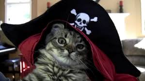 Image result for cats wearing pirate costumes