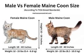 average weight of a maine cat