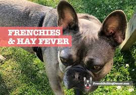 In some cases, food allergies can progress to more serious digestive medical conditions such as french bulldog ibd (inflammatory bowel disease), according to vet4bulldog.com. French Bulldogs Hay Fever Symptoms Treatment