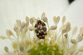 do carpet beetles live in beds how to
