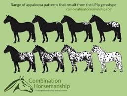 Introduction To Appaloosa Patterns Genetics Good Horse