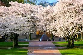 The kwanzan cherry tree's best feature is its enormous bundles of large double pink blossoms. Time To Plant A Cherry Blossom Tree The Tree Center