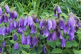 We have hundreds of the best perennials for your shade gardens.the largest selection of shade tolerant plants in the us. Campanula Sarastro Pollinator Plants Blue Flowering Plants Rabbit Resistant Plants