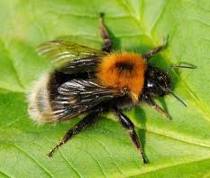Honey Bees Bumble Bees Solitary Bees And Their