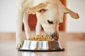 what to feed a diabetic dog expert