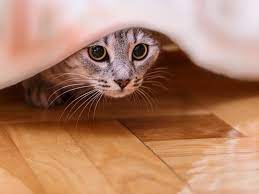cat smell out of your wood floors