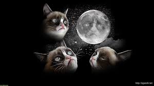 grumpy cat dreaming to the grumpy moon