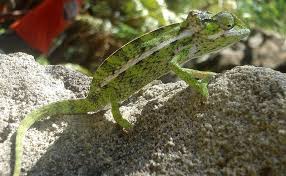 the carpet chameleon a living