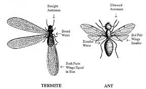 flying ants termites
