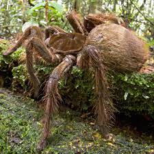 The Goliath Birdeater Spider Is a Creature of Nightmares - E! Online