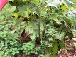brown spots on tree leaves are your