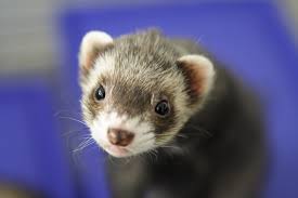 are ferrets rodents bechewy
