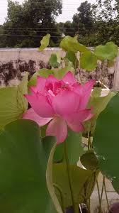 Lotus Lots And Lots Kochi News
