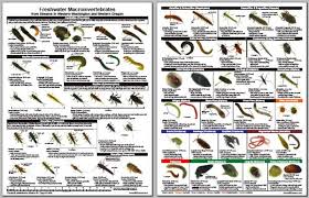 Insect Larvae Identification Guide Laminate Field Guide By