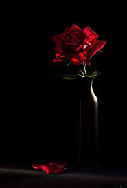 red rose with black background 42 images