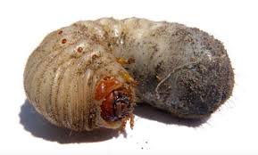 id grubs to determine how to manage them