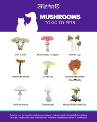 what mushrooms are toxic to pets wet