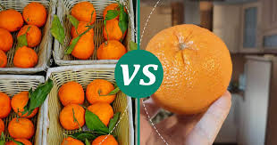 orange vs cutie clementine what should