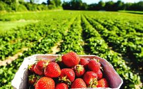 fruit picking near london 15 best pyo