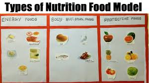 Types Of Nutrition Food Model For School Science Exhibition Project